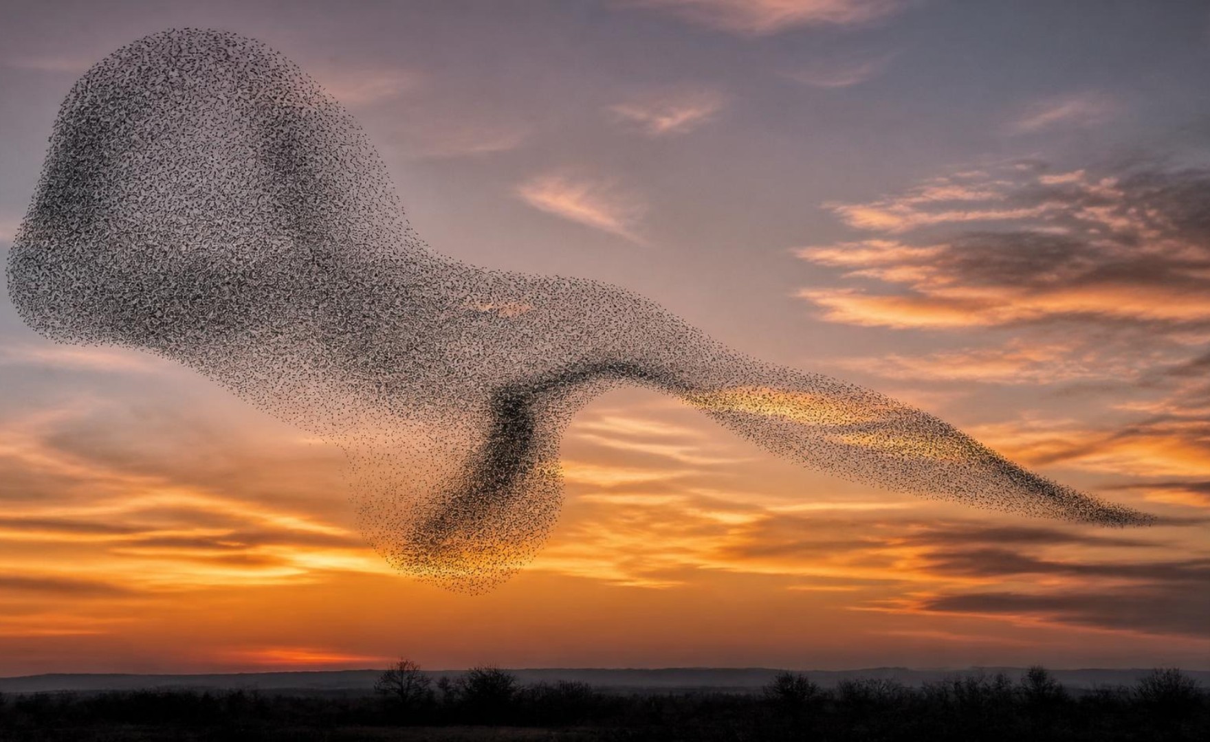 Illustration of intricate starling murmuration at dusk